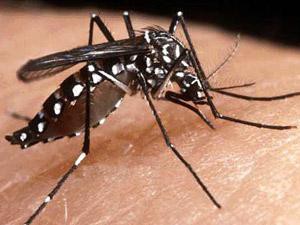 Com a chegada do verão, prevenção à dengue deve ser reforçada 